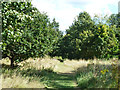 Path, Hanworth Park