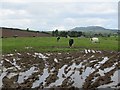 Cattle, Back Hill of Kilhenzie