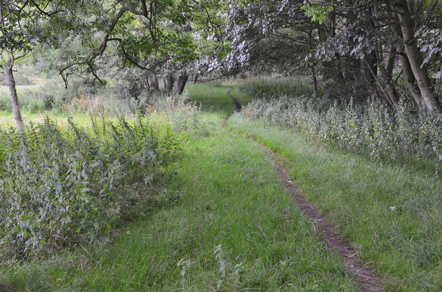 Path alongside woodland edge