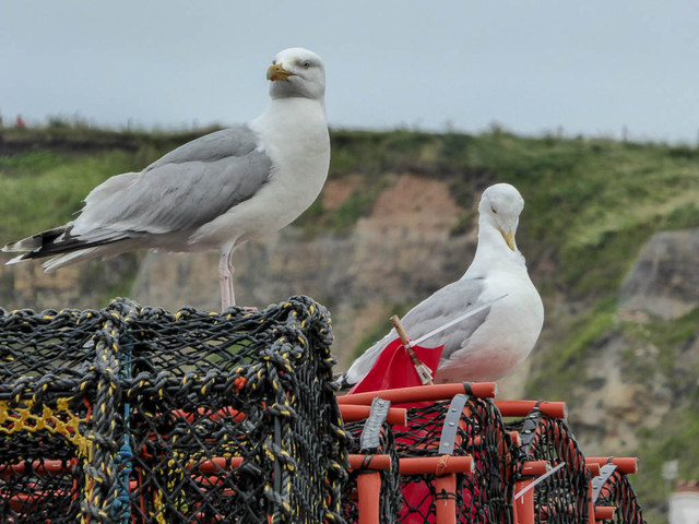 Herring Gulls on Harbourside, Whitby
