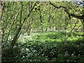 Ramsons near Kerney Bridge