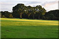ST0705 : East Devon : Grassy Field by Lewis Clarke