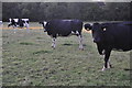 ST0605 : East Devon : Cattle Grazing by Lewis Clarke