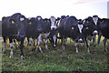 ST0605 : East Devon : Cattle Grazing by Lewis Clarke