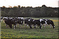 ST0605 : East Devon : Grassy Field & Cattle by Lewis Clarke