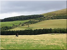 NT5564 : Grassland off the Hope Road by Richard Webb