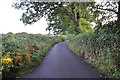 East Devon : Country Lane