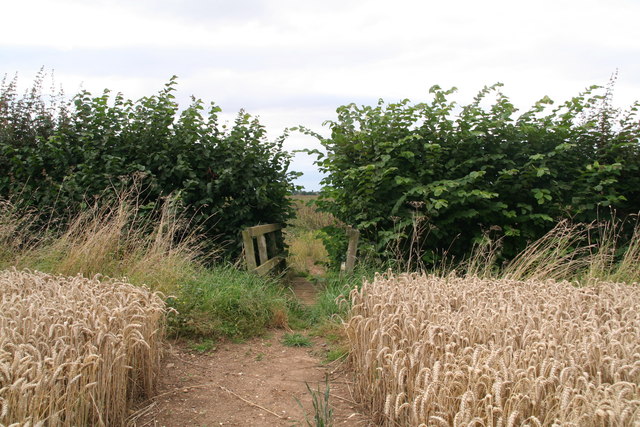 Ripe wheat, a hazel hedge and a footbridge on the path to Laceby