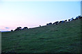 East Devon : Grassy Field & Cattle