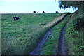 East Devon : Small Track & Cattle