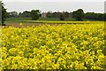 Field of rape at Peachcroft Farm