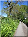 Lane near Golberdon