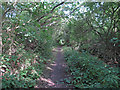 TL8713 : Wooded public footpath, Great Totham by Roger Jones