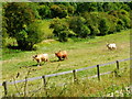 Highlanders in the lowlands