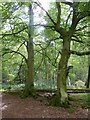 Beech trees