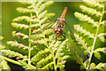 Female Common Darter (Sympetrum striolatum), Waddicar, Melling