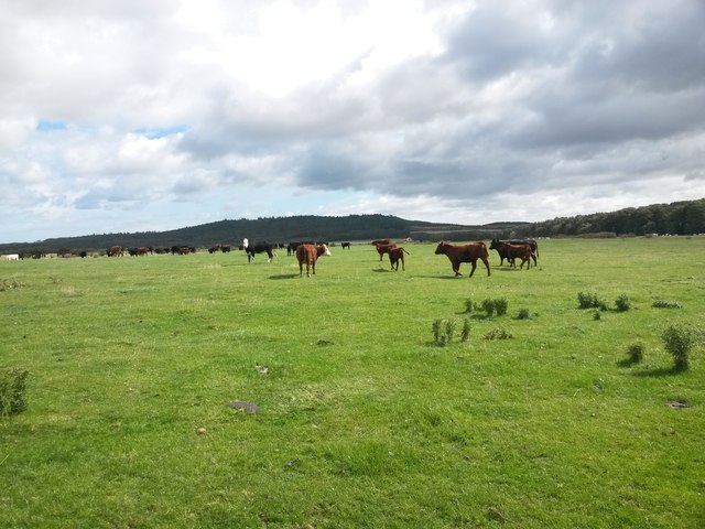 Cattle grazing east of Brownridge