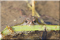 Common Toad (Bufo bufo) hatchling, Birkdale dunes