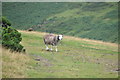 SX5691 : West Devon : Dartmoor Scenery & Sheep by Lewis Clarke