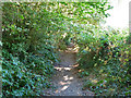 Ancient ditch and bank north of Chichester