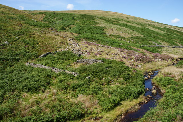 The remains of  dry stone walls in Whitendale