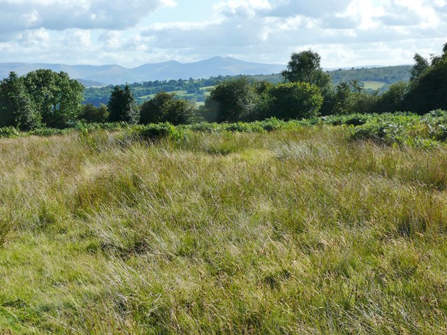 Woodland and heath, Wernished
