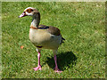 TQ2787 : Egyptian Goose by Thousand Pound Pond, Kenwood, Hampstead, London NW3 by Christine Matthews