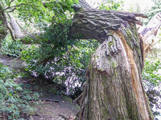 Fallen Tree, Hampstead Ponds, London NW3