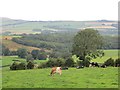 Cattle near Burnbank