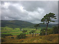 SD6647 : Scots pines on Birkett Fell by Karl and Ali