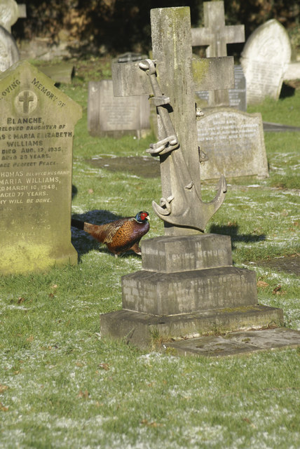 Pheasant in the Churchyard, Hawarden