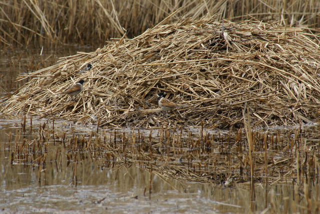 Cut reeds at RSPB Rainham Marshes
