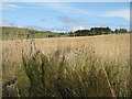 Farmland at Westside