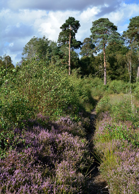 Path over Bucklebury Common, Berkshire