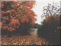 The grass by Heronpark Way in full autumnal glory