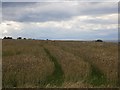 Wheat, Sessionfield