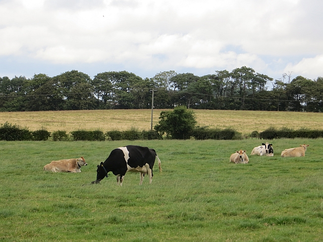 Cattle,  Macnairston
