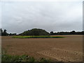 Small copse near Raw Hall