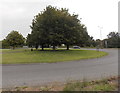 Trees on Whychurch roundabout, Malmesbury 