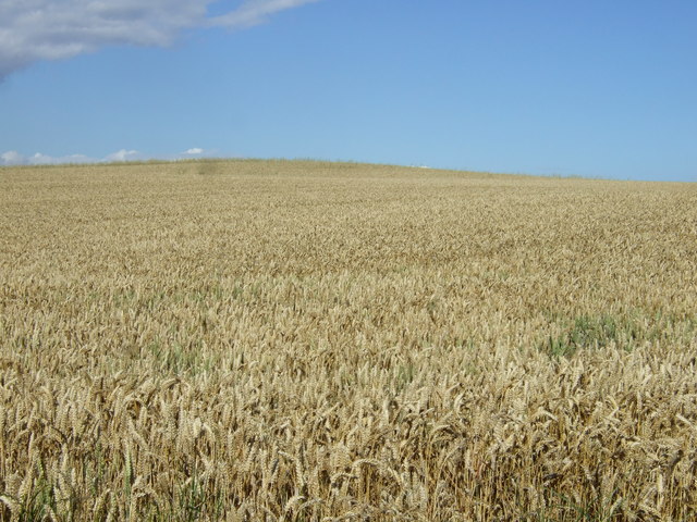 Crop field, Cross Bow Hill