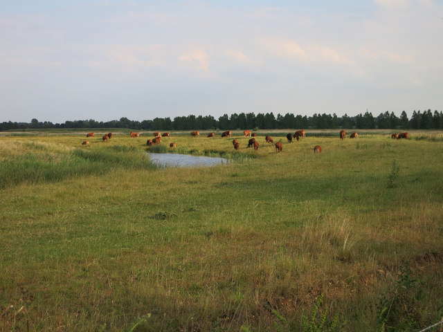 Cattle grazing at Ouse Fen