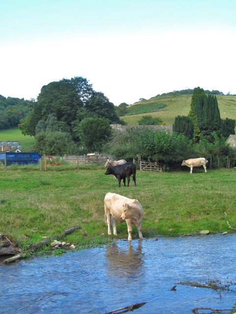 Cattle by Thornton Beck