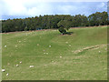 Parkland below Redgill Plantation