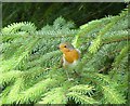 NU0706 : Robin (Erithacus rubecula) by Russel Wills