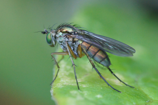 The fly Dolichopus ungulatus, Waddicar, Melling
