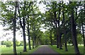 SU2397 : Tree lined drive into Buscot Park by Steve Daniels