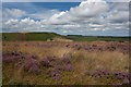 SE8693 : Heather at its best by Pauline E