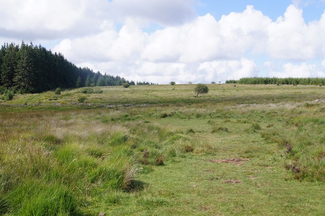 View of moorland within Bellever Forest