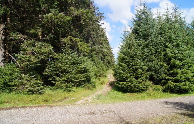 Path through Bellever Forest