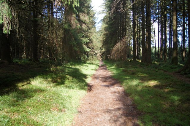 Path through Bellever Forest